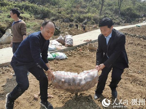 风飞飞经典老歌五百首，岁月流转中的旋律之美